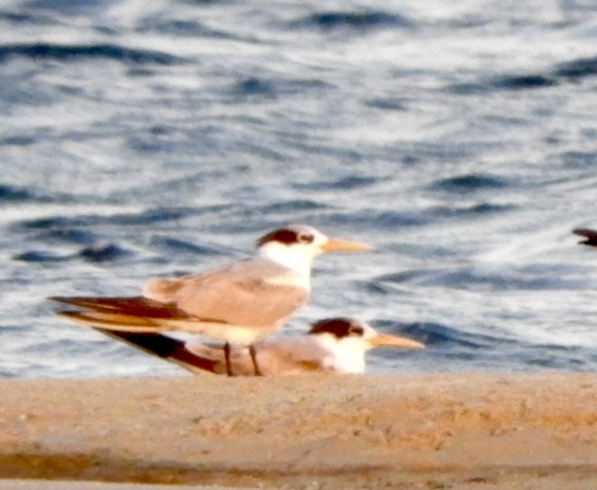 Lesser Crested Tern - ML617409440