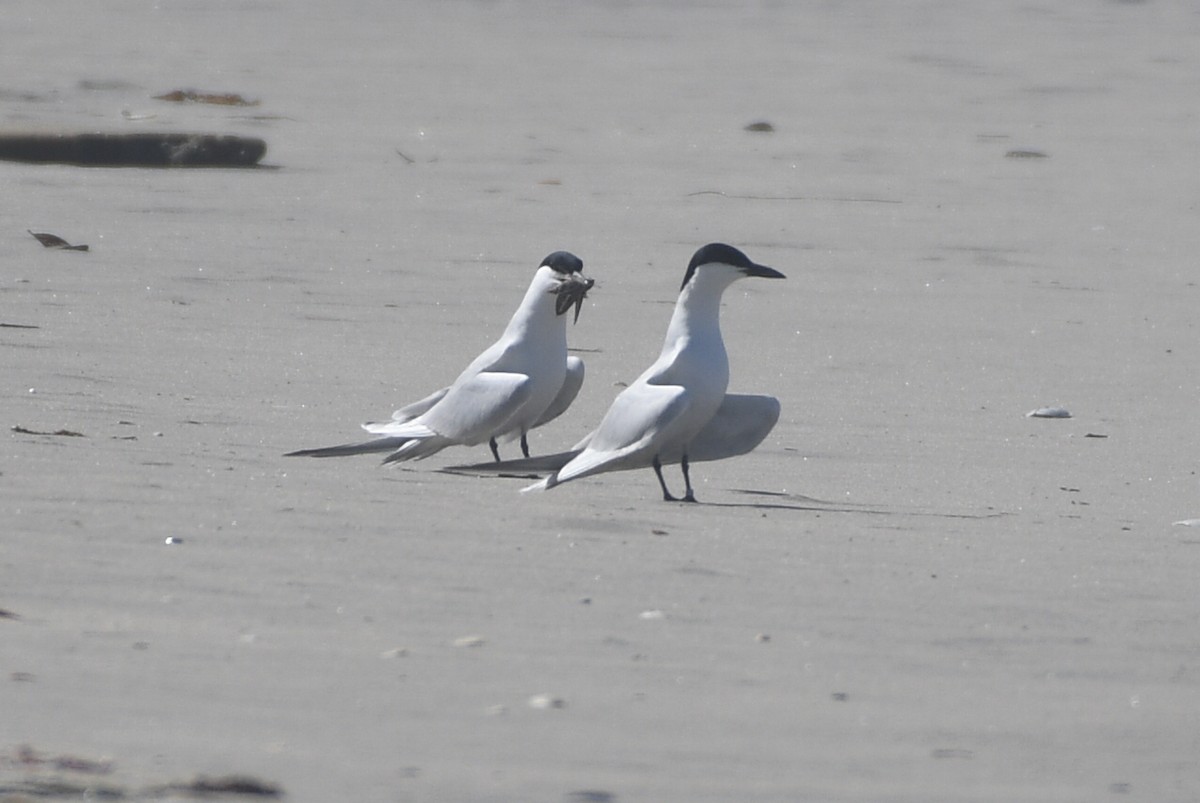 Gull-billed Tern - ML617409441