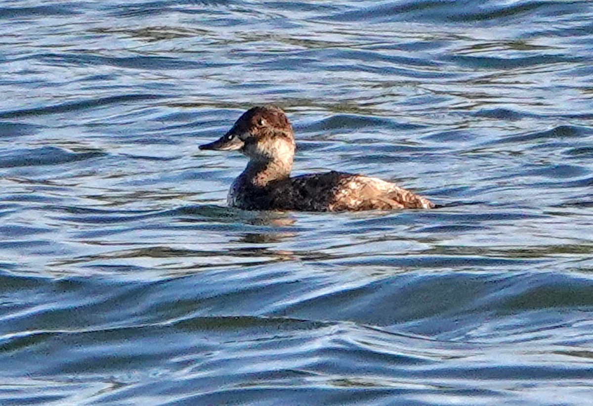 Ruddy Duck - Diane Drobka