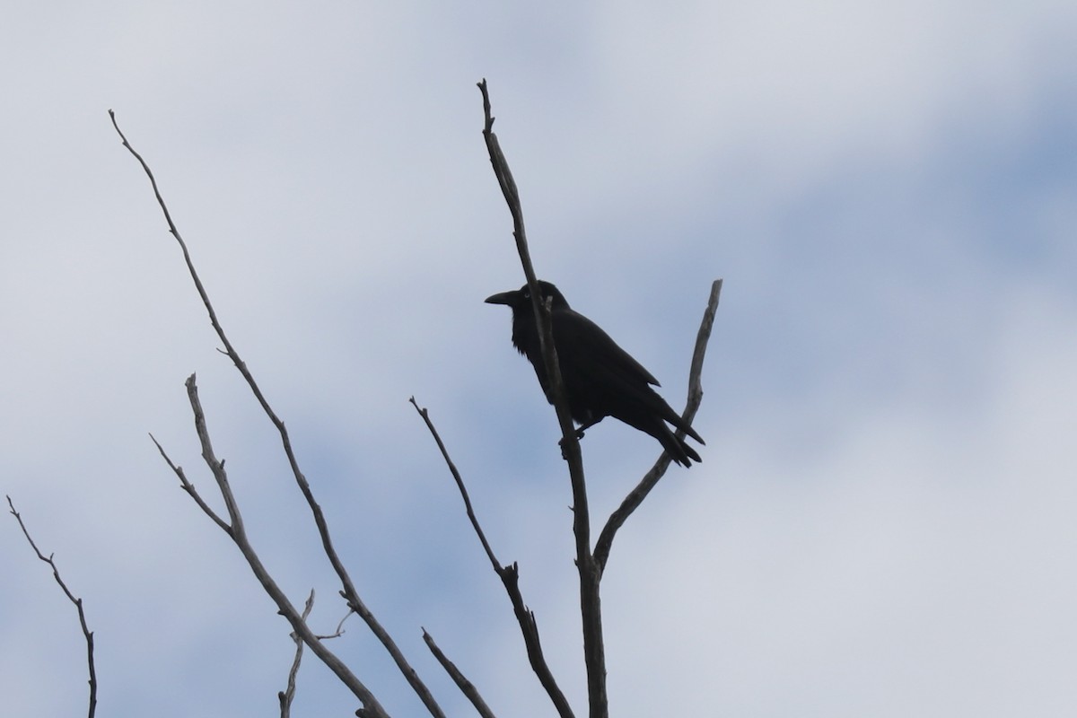 Cuervo de Tasmania - ML617409470