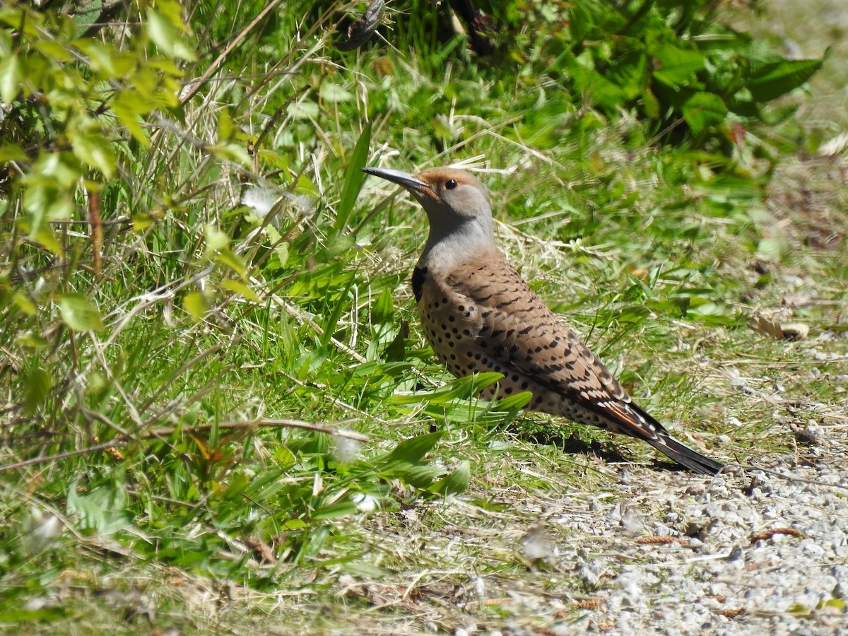 Northern Flicker - Germ Germain