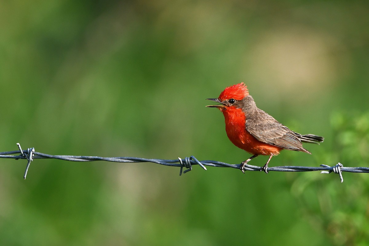 Vermilion Flycatcher - ML617409524