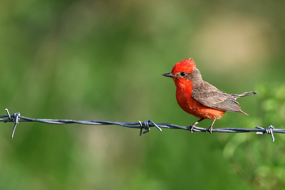 Vermilion Flycatcher - ML617409532