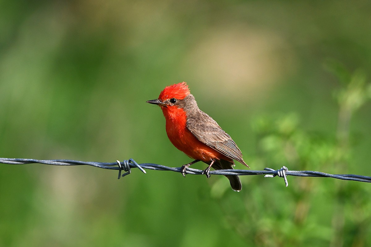 Vermilion Flycatcher - ML617409535