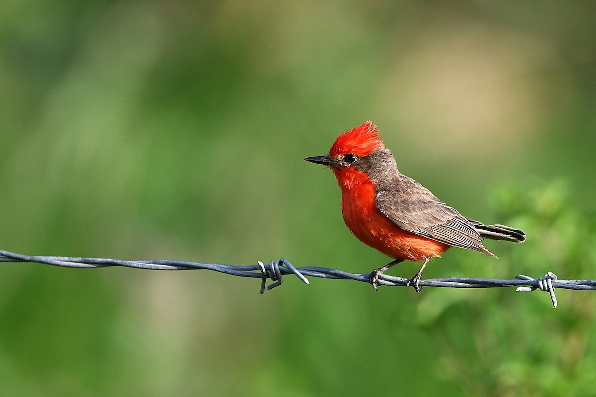 Vermilion Flycatcher - ML617409540