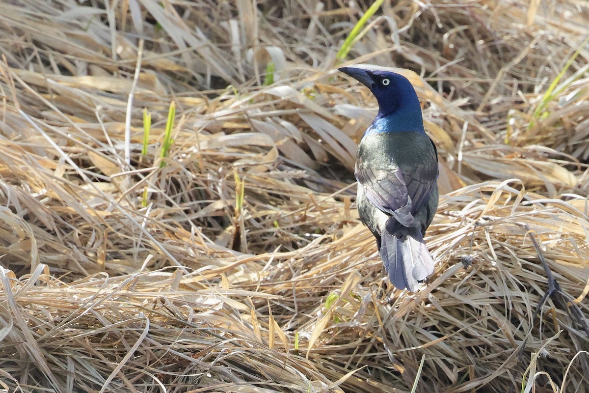 Common Grackle - ML617409550