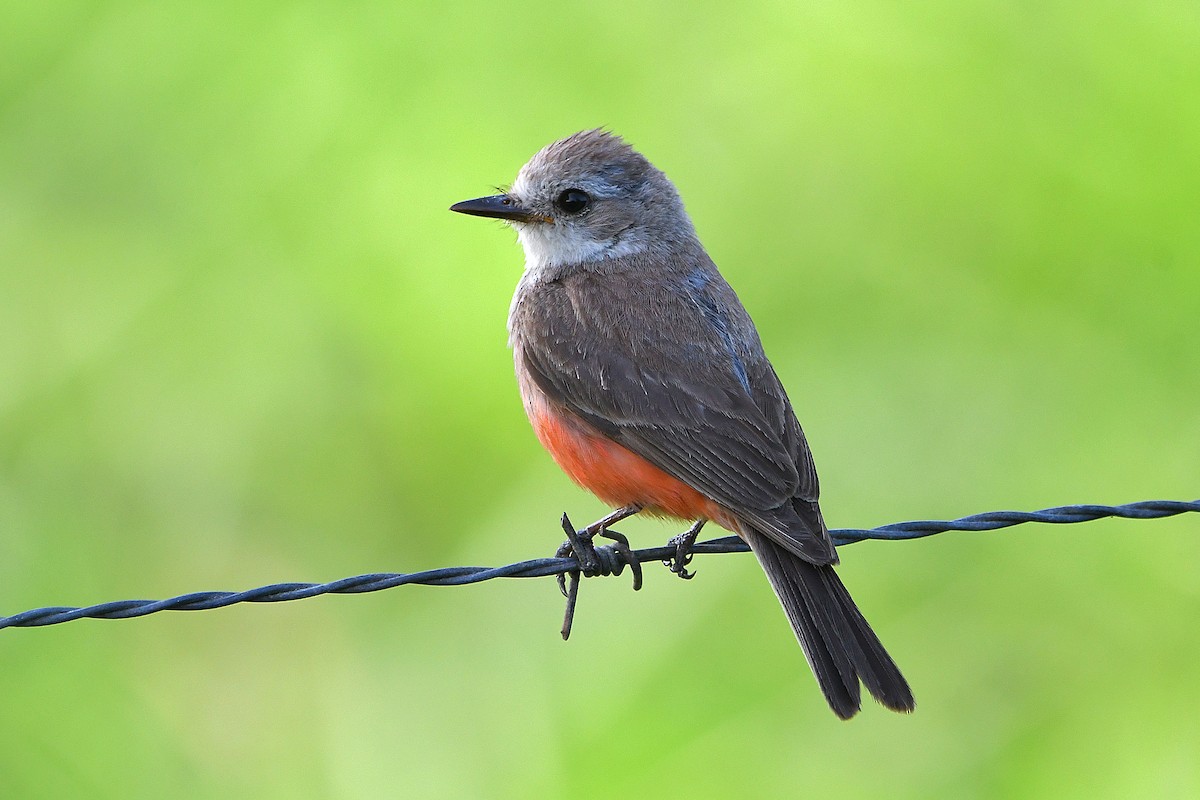 Vermilion Flycatcher - ML617409551