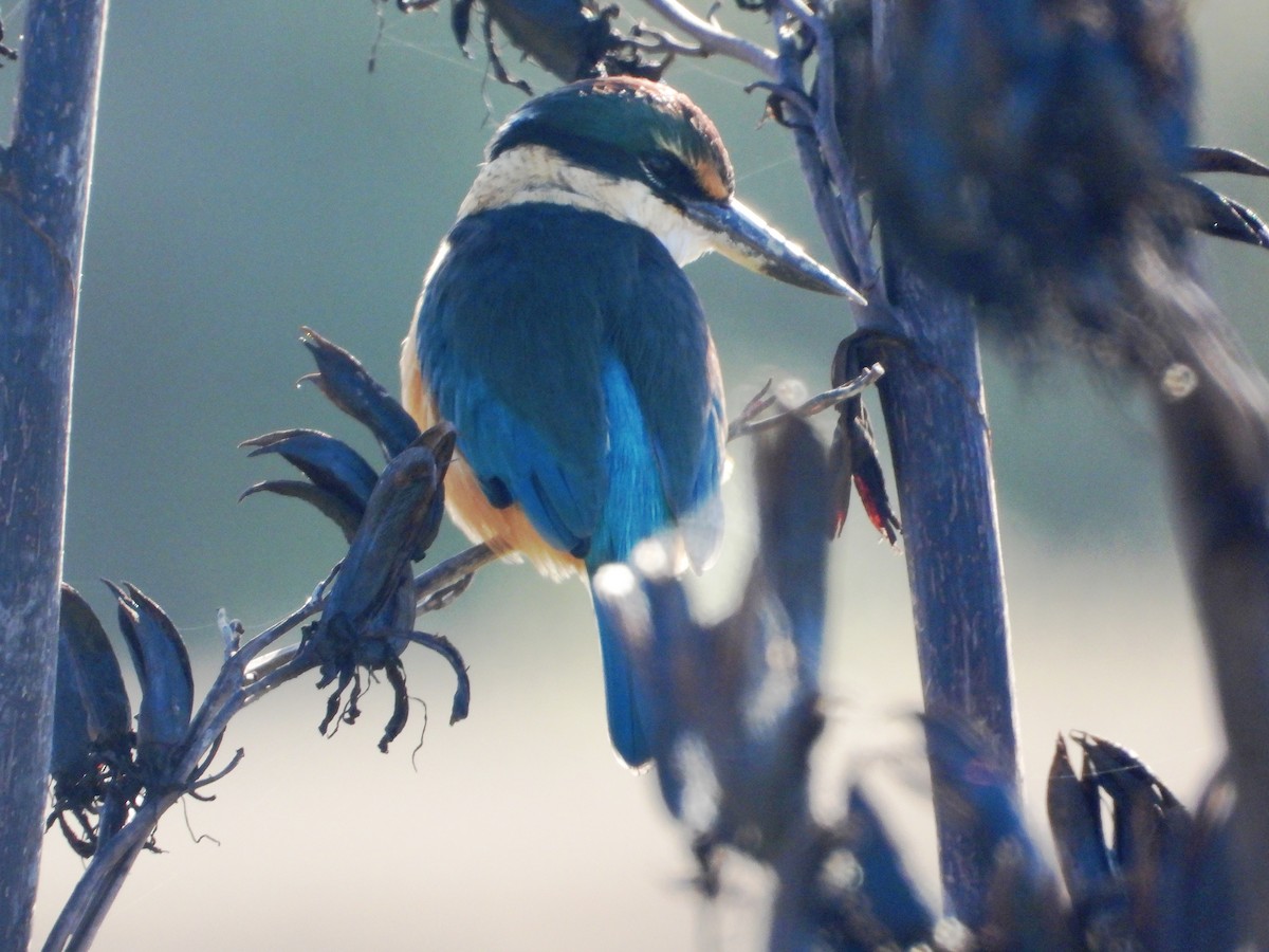 Sacred Kingfisher - Janet Burton