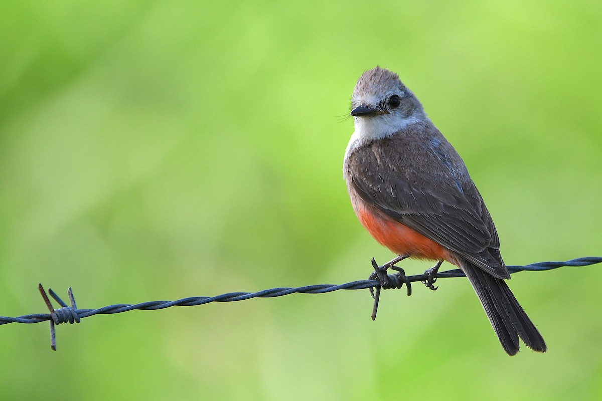 Vermilion Flycatcher - ML617409567