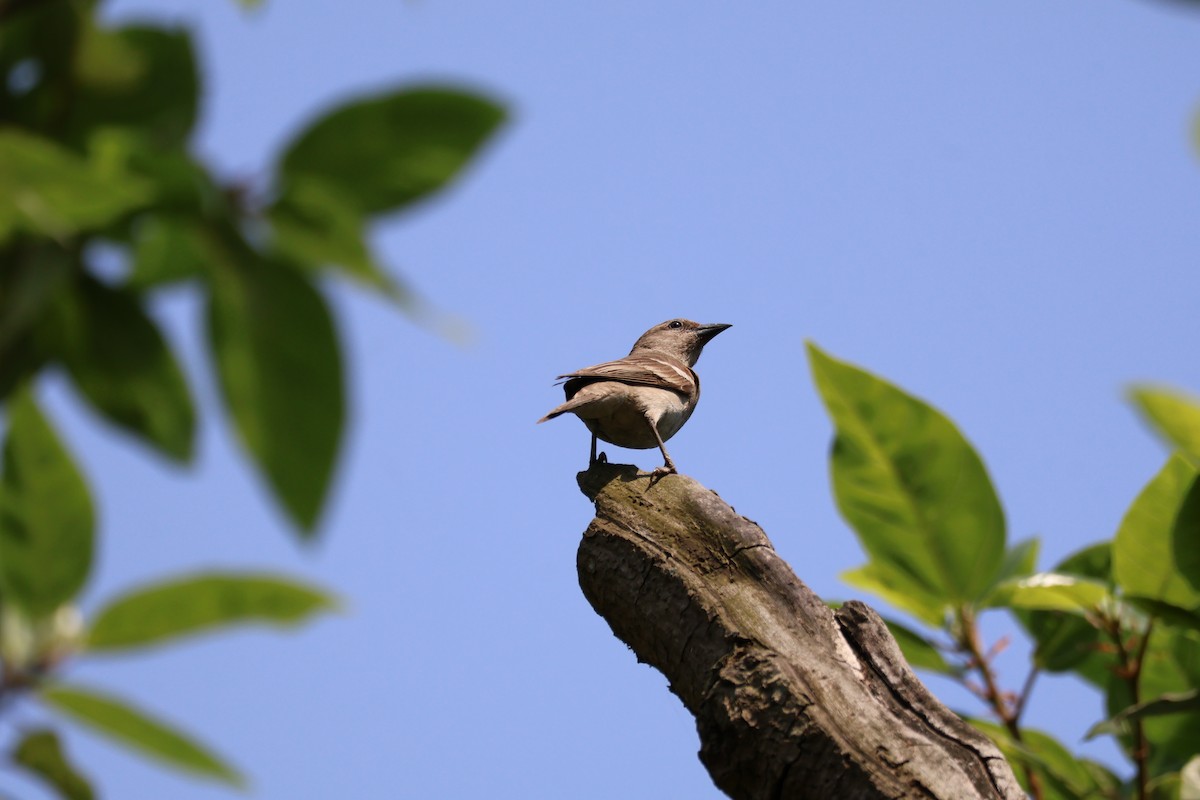 Yellow-throated Sparrow - ML617409571