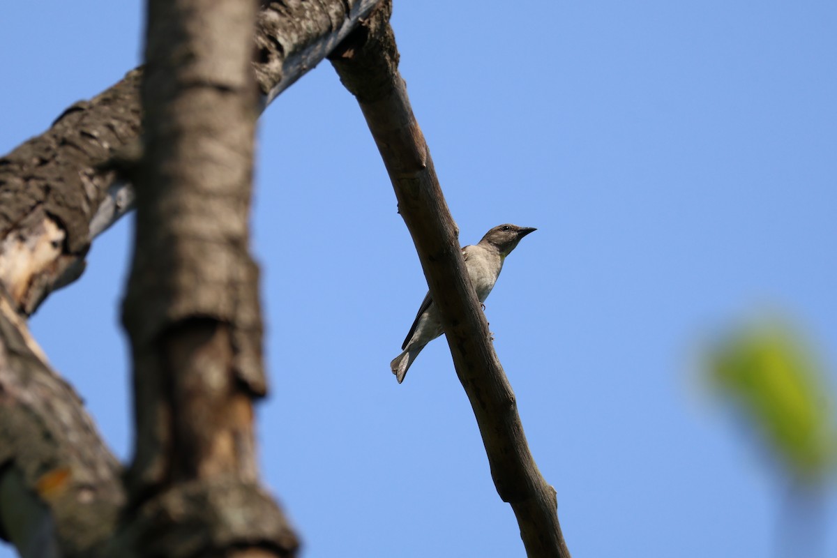 Yellow-throated Sparrow - Pradeep Dobhal