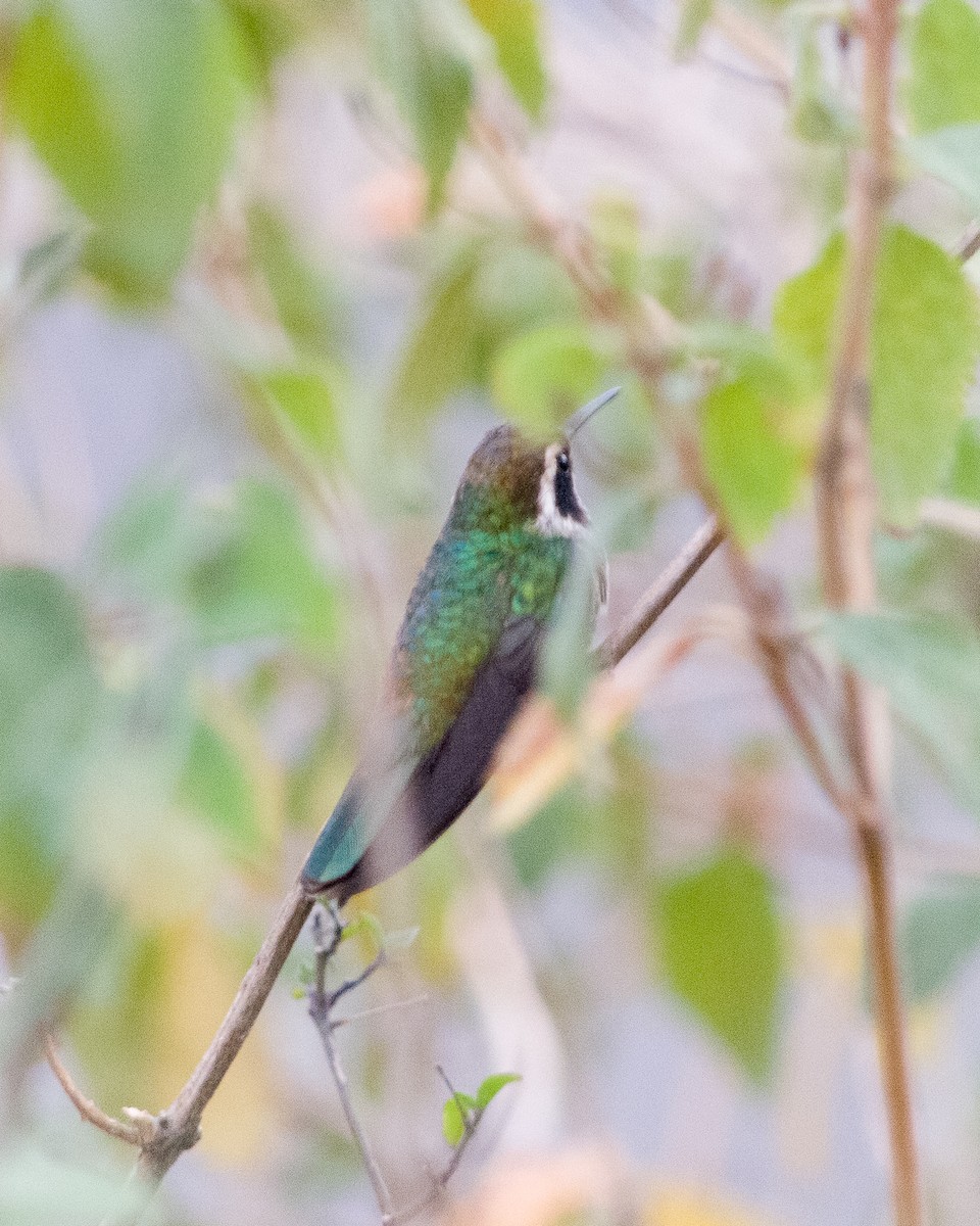 kolibřík bělouchý - ML617409573