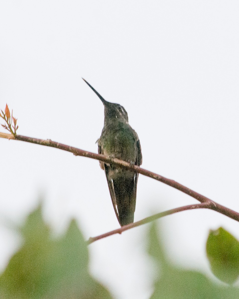 Rivoli's Hummingbird - ML617409582