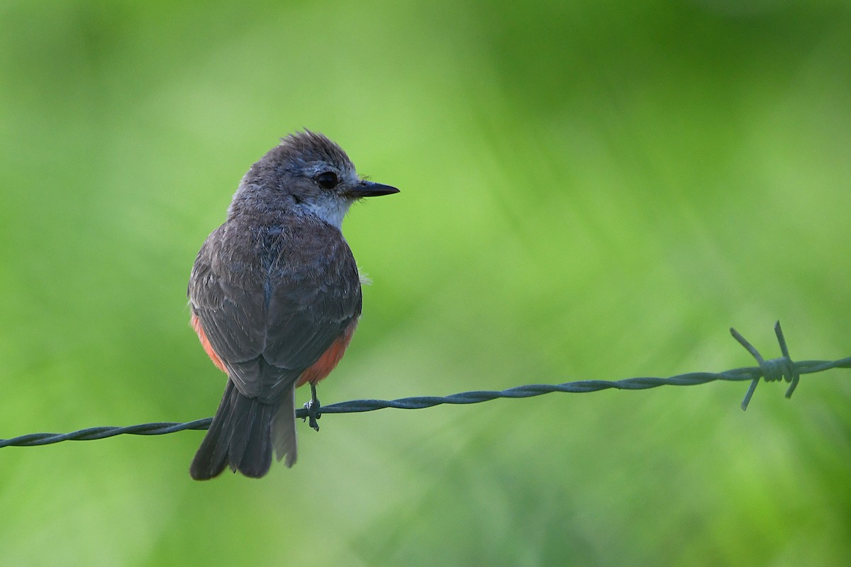 Vermilion Flycatcher - ML617409583