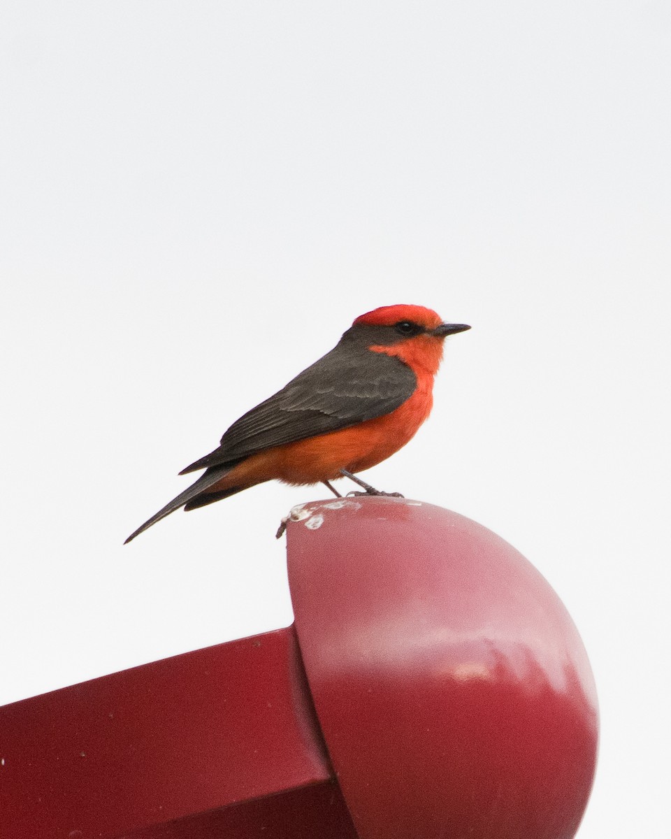 Vermilion Flycatcher - ML617409584