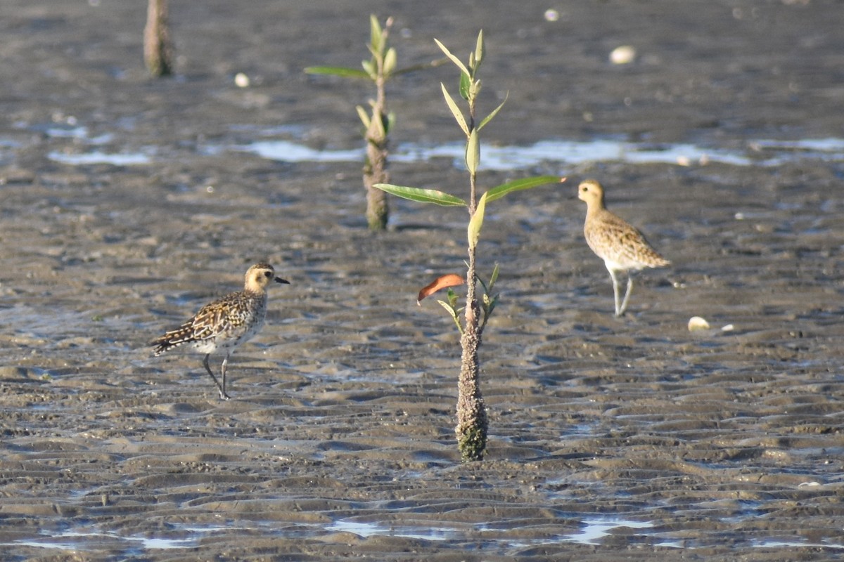Pacific Golden-Plover - ML617409585