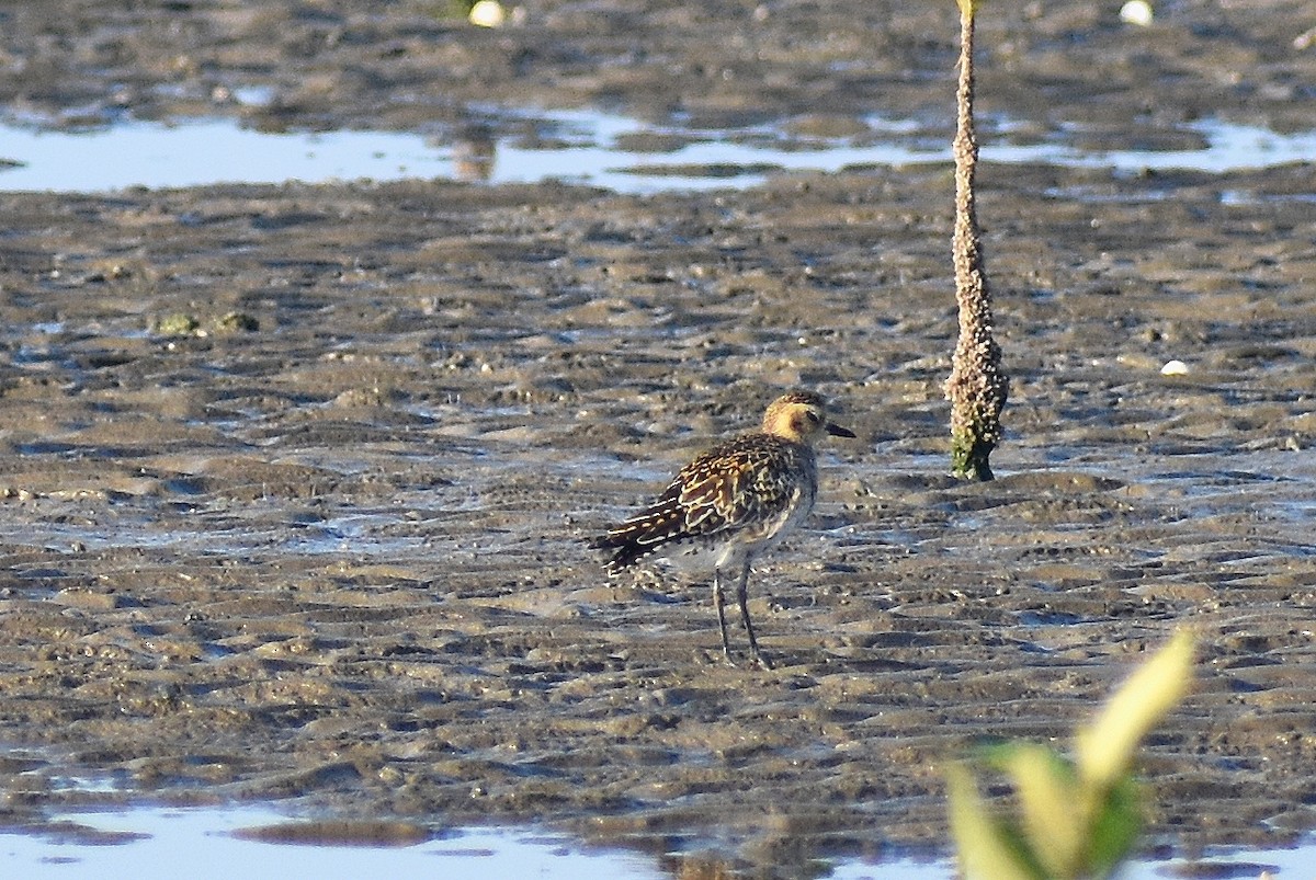 Pacific Golden-Plover - ML617409586