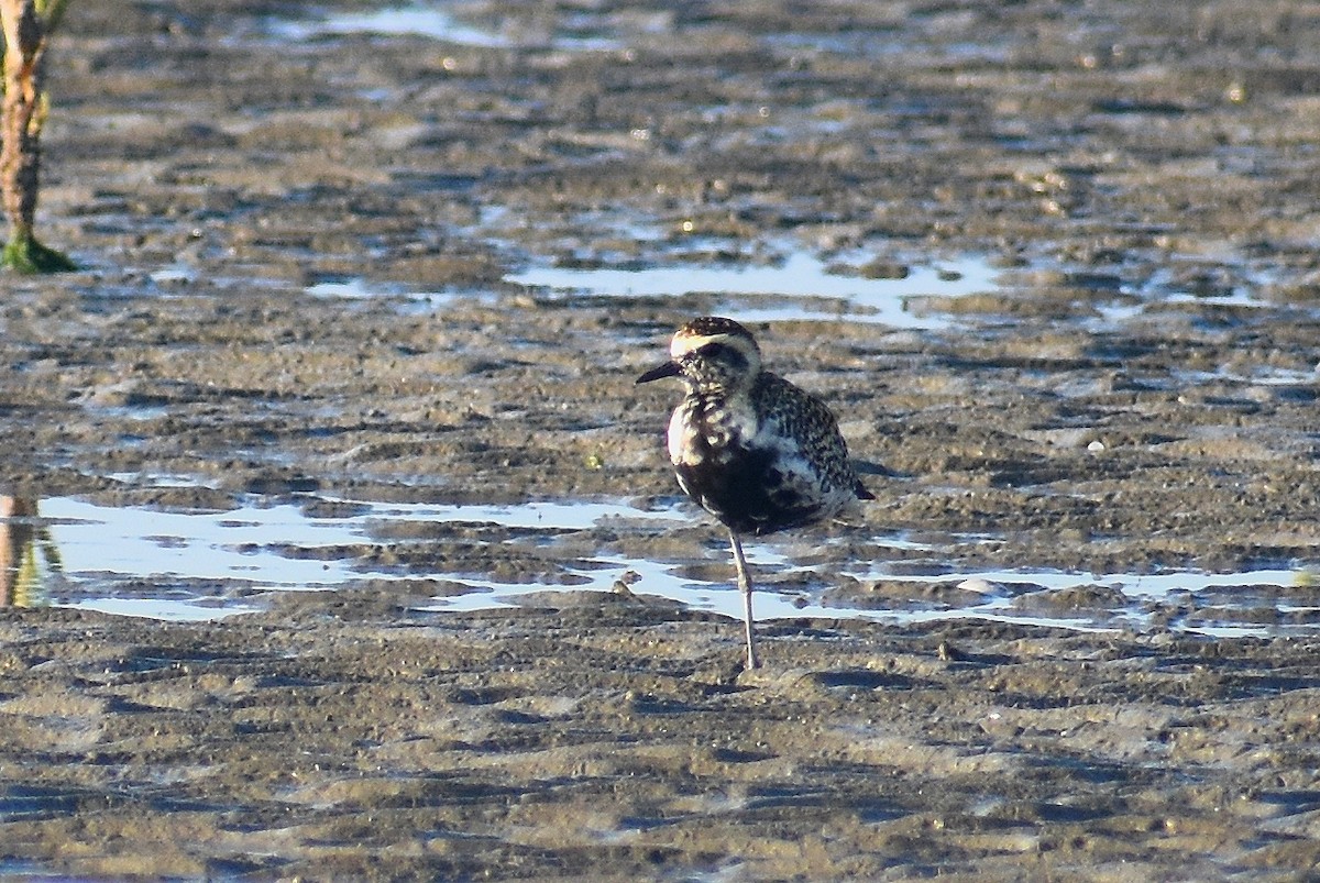 Pacific Golden-Plover - ML617409587