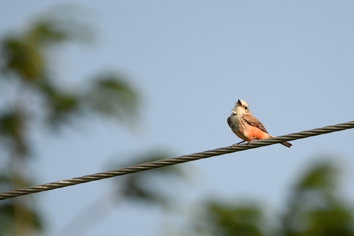 Vermilion Flycatcher - ML617409591