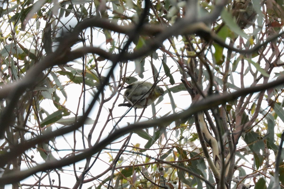 Pardalote Estriado - ML617409605