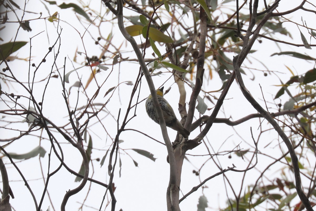 Pardalote Estriado - ML617409609