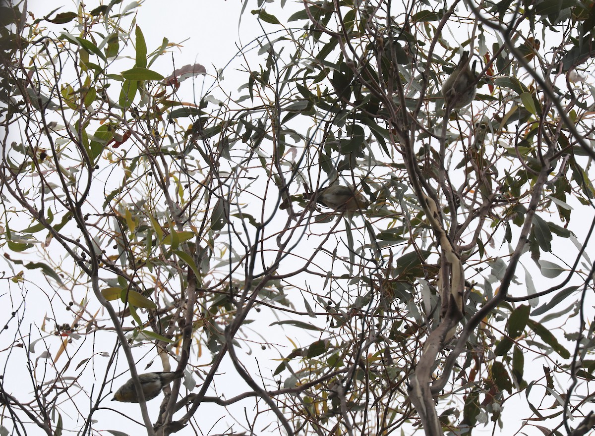 Striated Pardalote - ML617409610