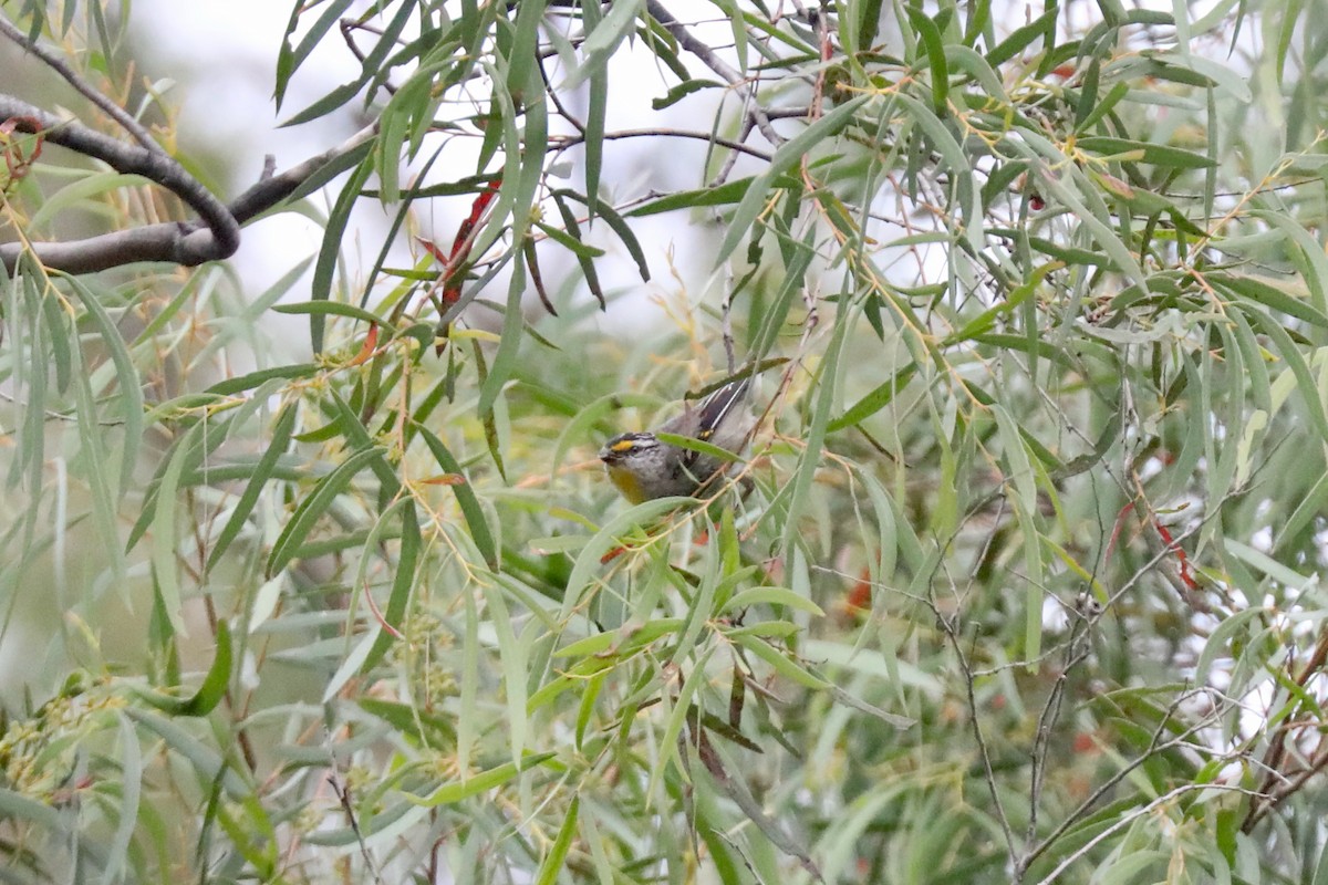 Pardalote Estriado - ML617409620