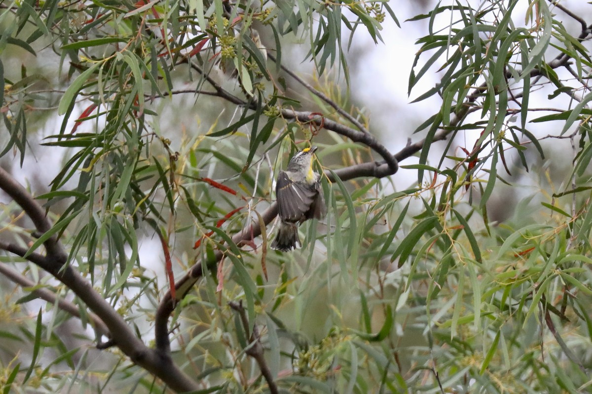 Pardalote Estriado - ML617409622