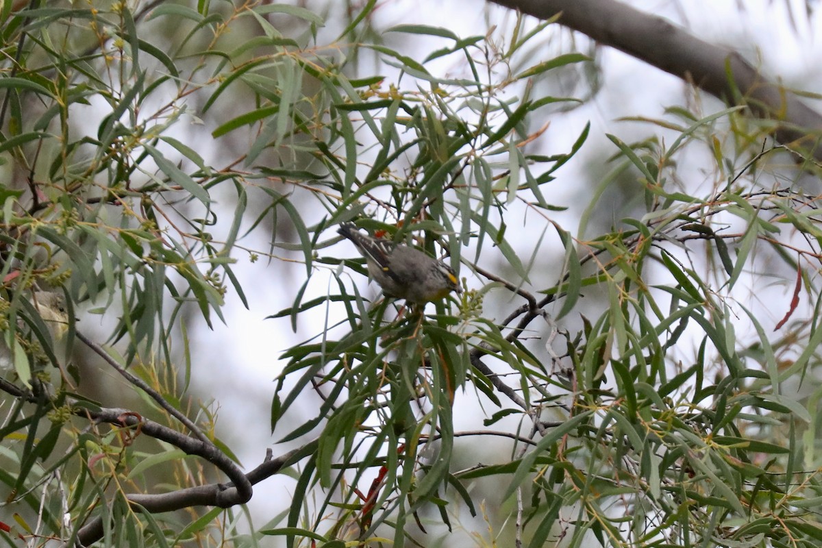 Pardalote à point jaune - ML617409624