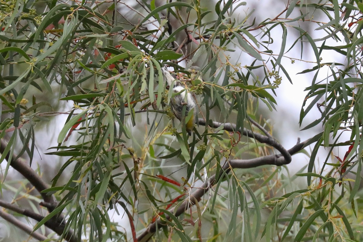 Pardalote Estriado - ML617409625