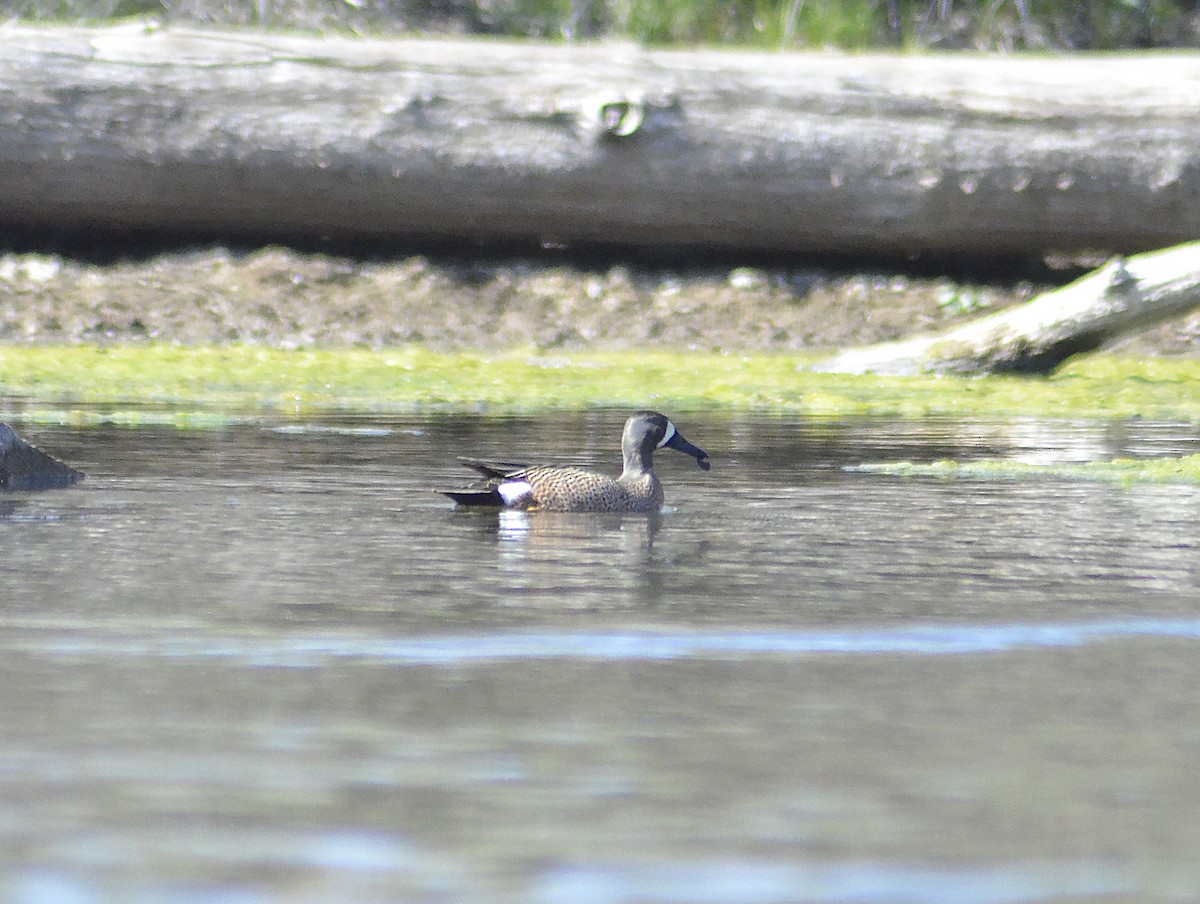 Blue-winged Teal - ML617409628