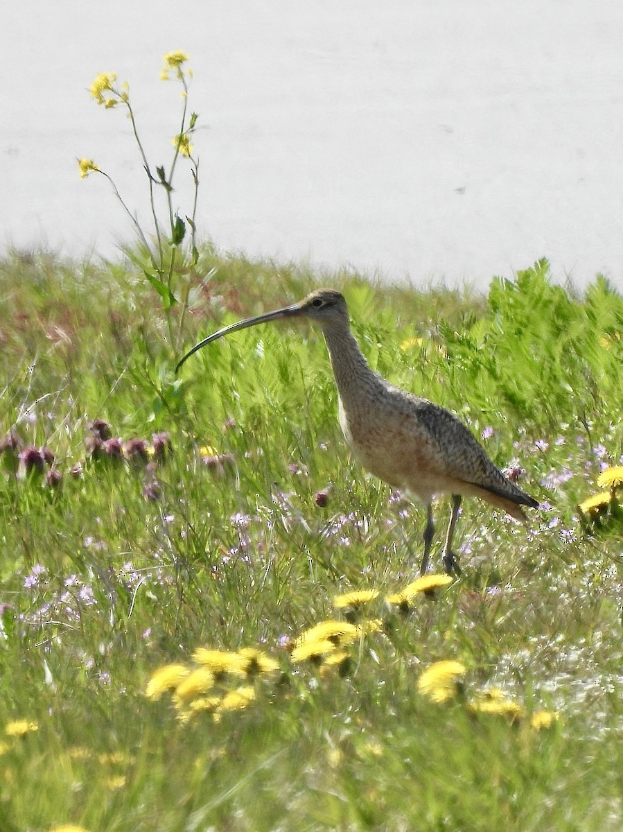 Long-billed Curlew - ML617409630