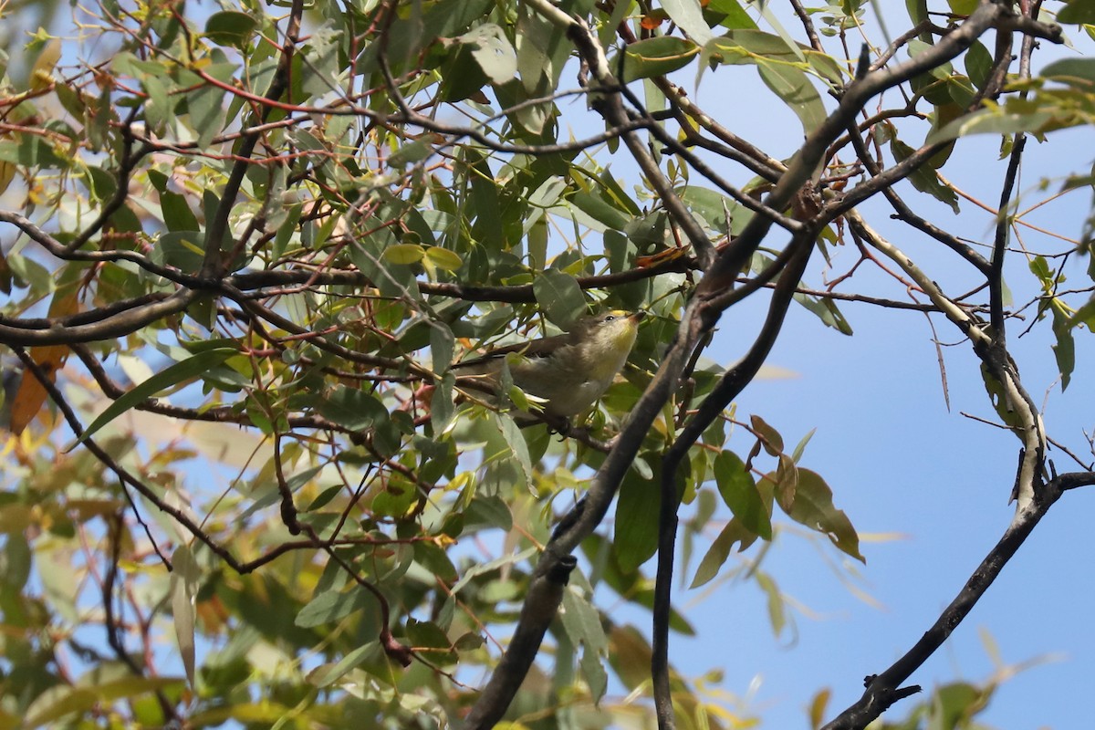 Pardalote Estriado - ML617409638