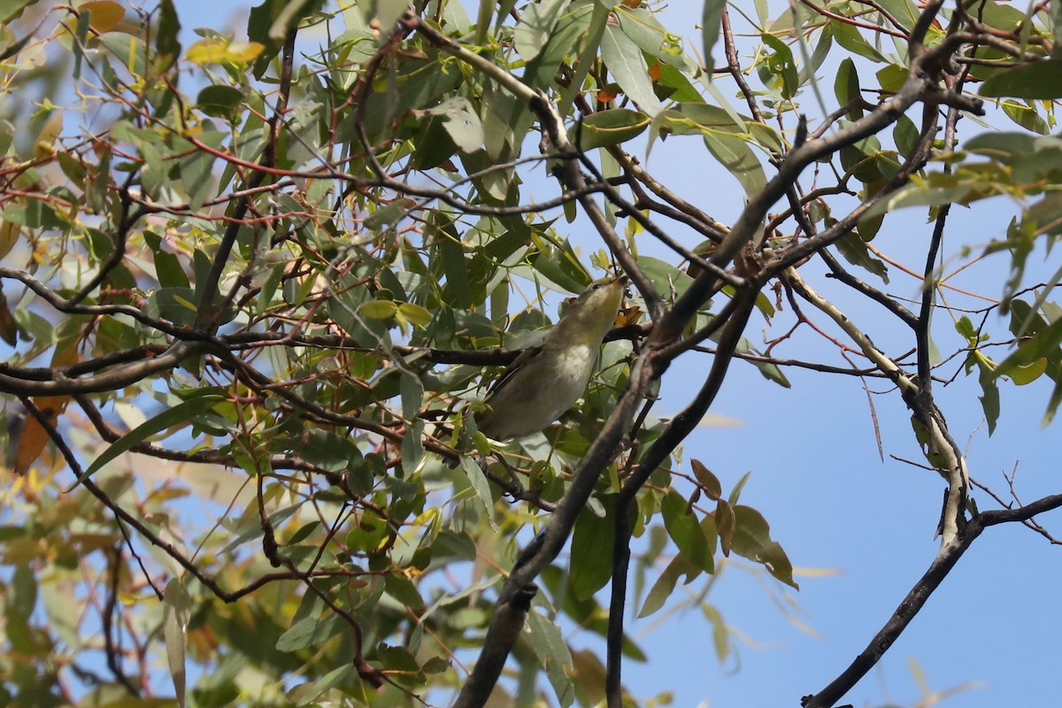 Pardalote Estriado - ML617409639