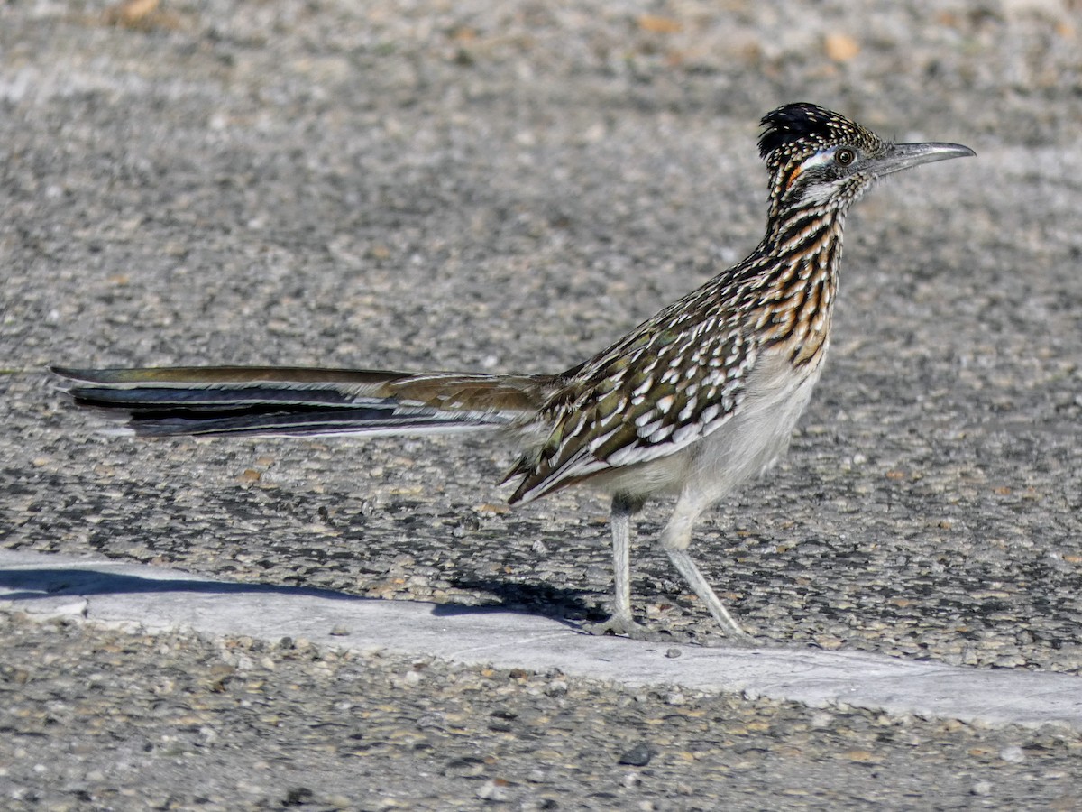 Greater Roadrunner - ML617409645