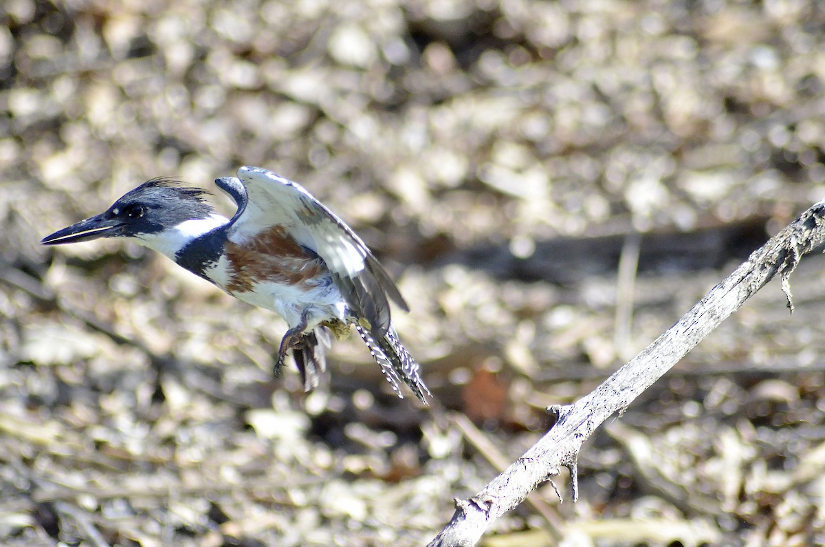 Belted Kingfisher - Gary Zenitsky