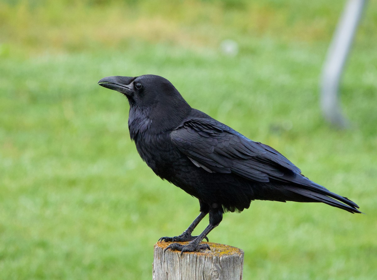 Common Raven - Pair of Wing-Nuts