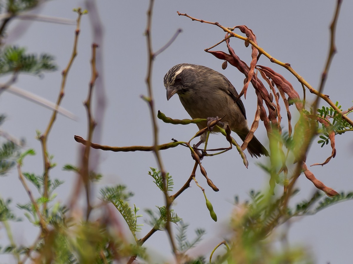 Streaky-headed Seedeater - ML617409683