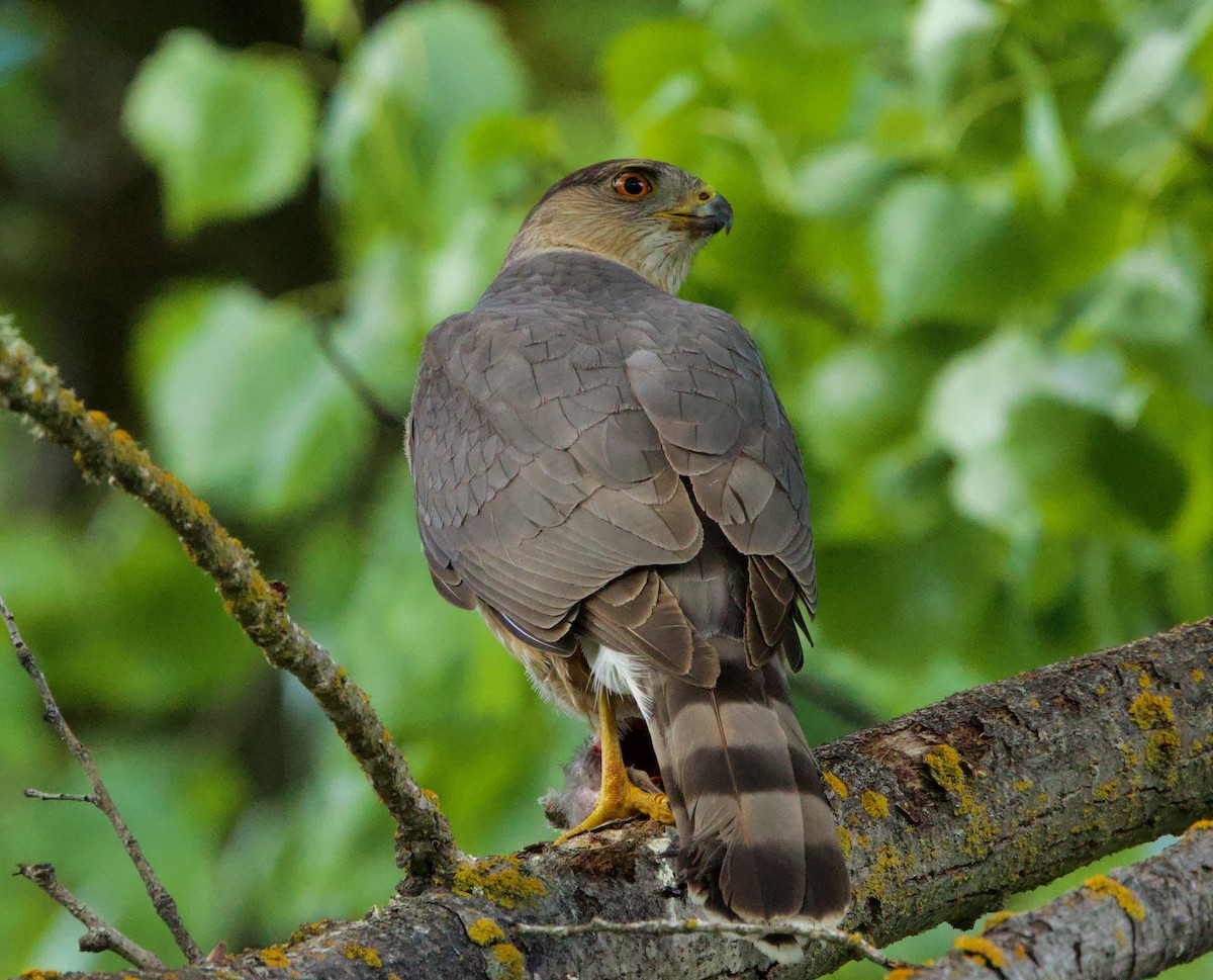 Cooper's Hawk - ML617409687