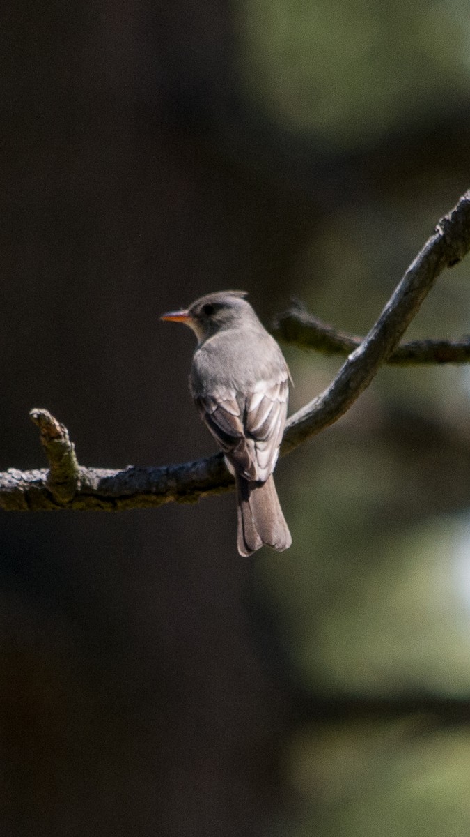 Greater Pewee - ML617409690