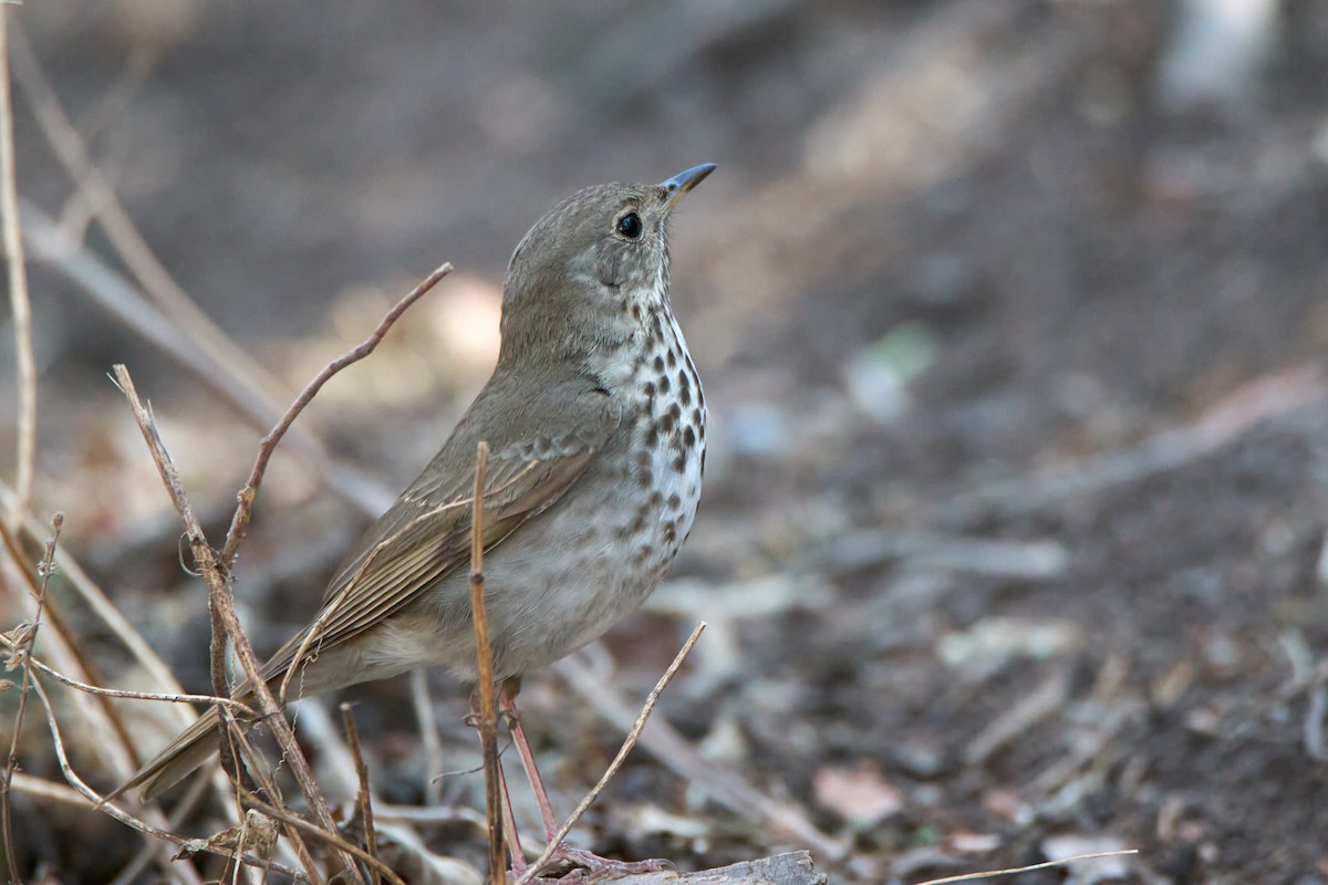 Hermit Thrush - ML617409691