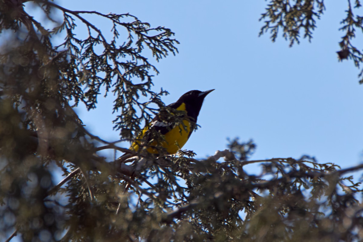 Scott's Oriole - ML617409693