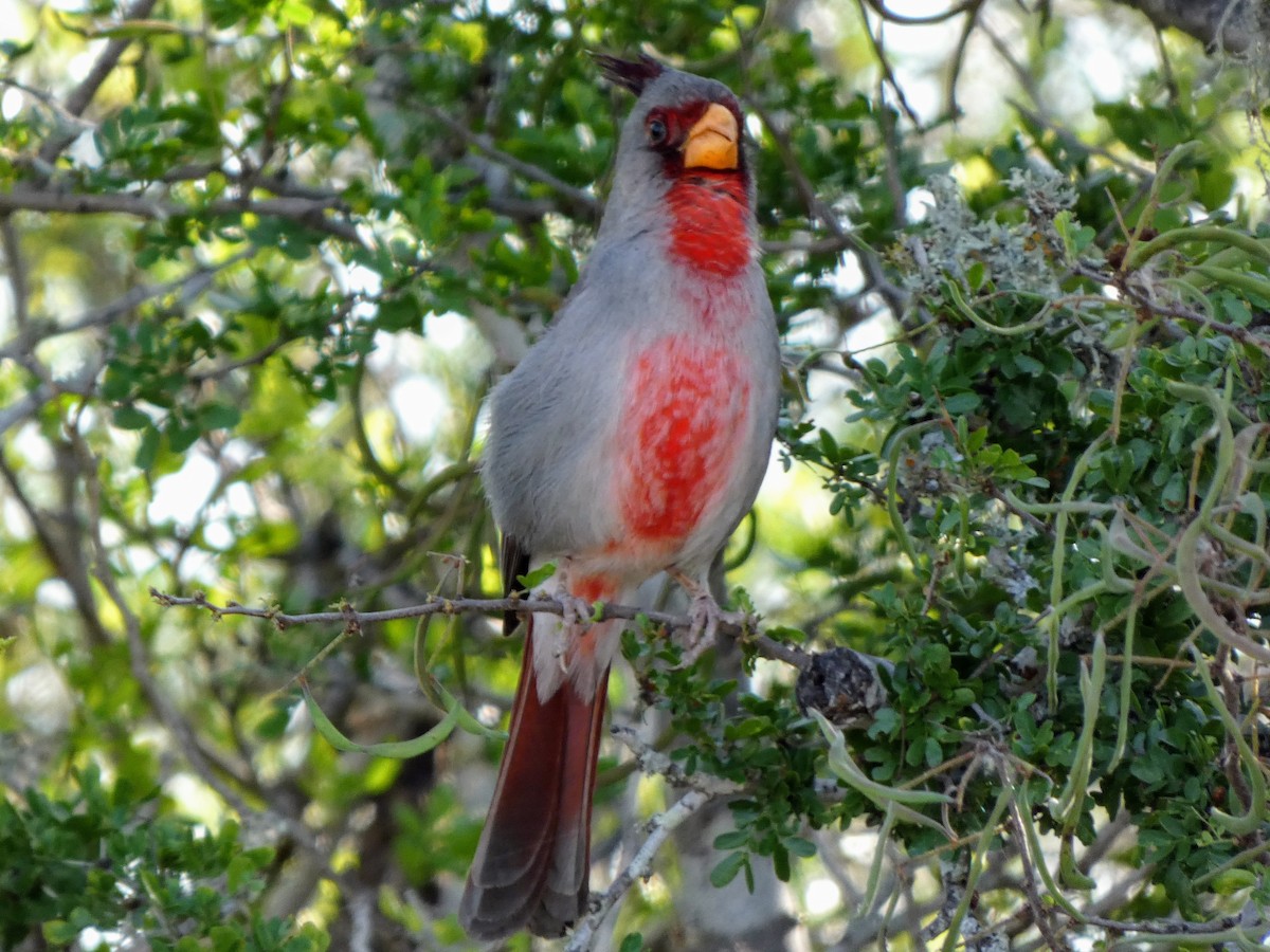 Pyrrhuloxia - ML617409699