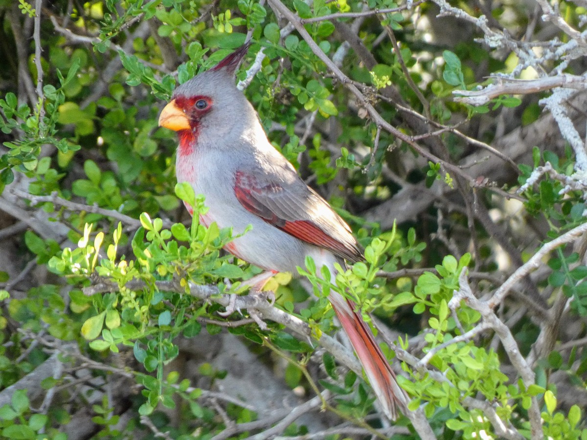 Pyrrhuloxia - ML617409700