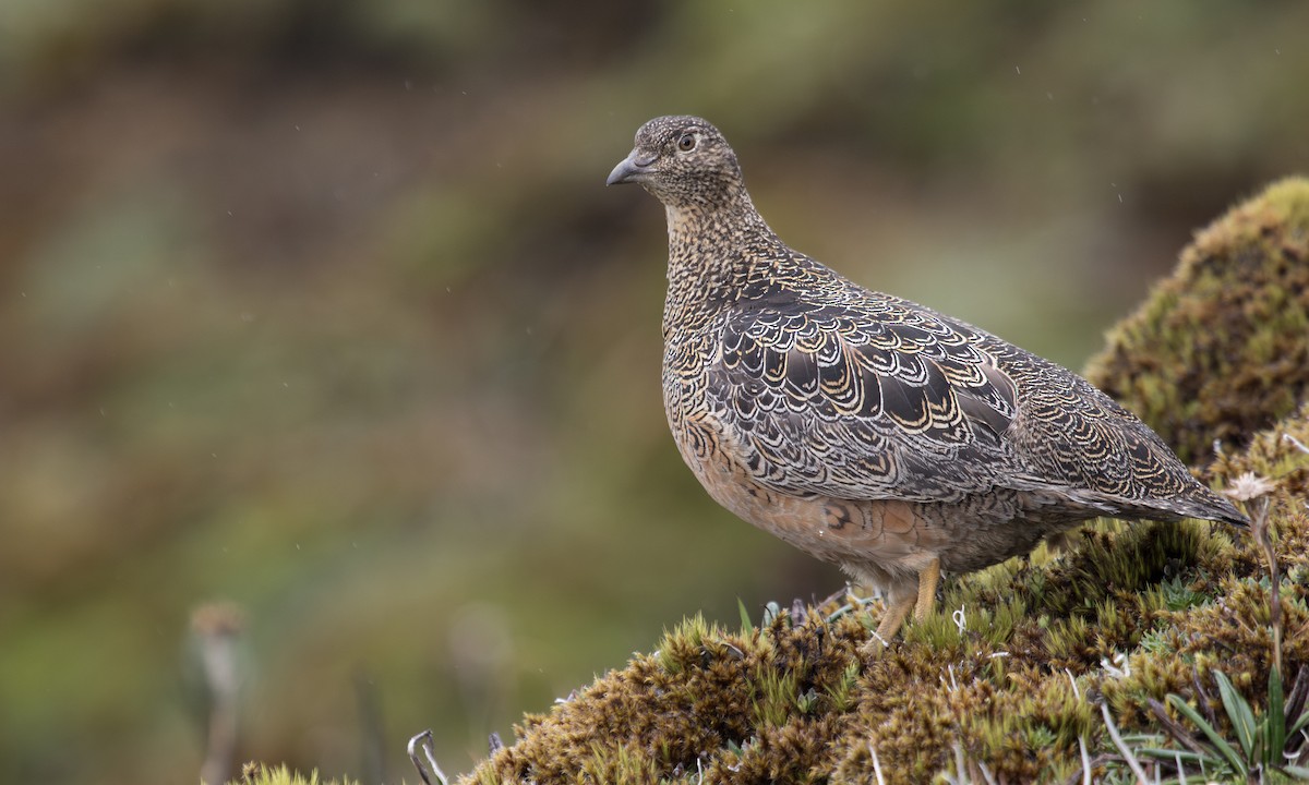 rustrypesnipe - ML617409705