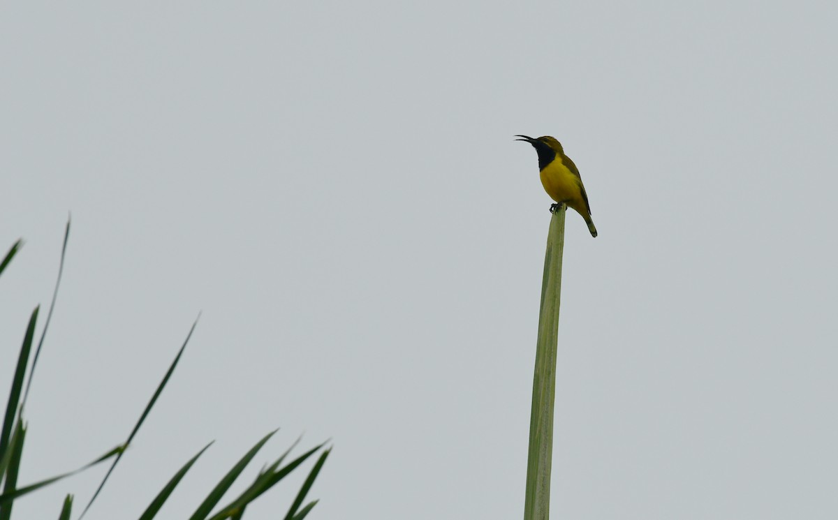 Sahul Sunbird - Sabine Decamp