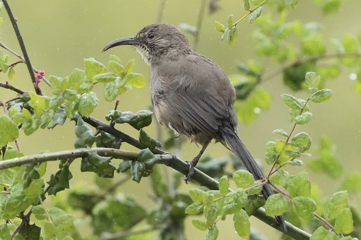 California Thrasher - ML617409762