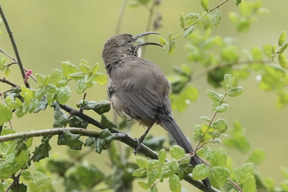California Thrasher - ML617409763