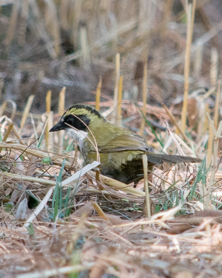 Green-striped Brushfinch - Arafat López Juárez