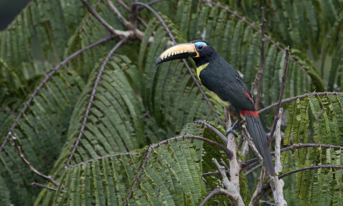 Lettered Aracari - ML617409777